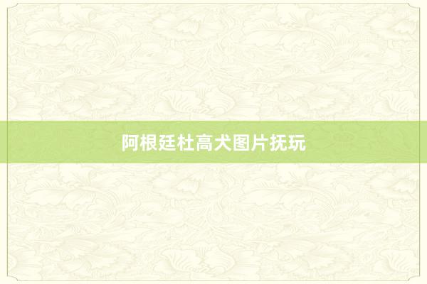 阿根廷杜高犬图片抚玩